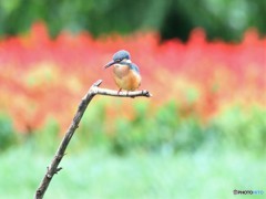 カワセミさん。
