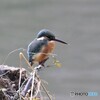 カワセミさん。
