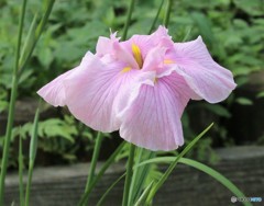 花ショウブ。
