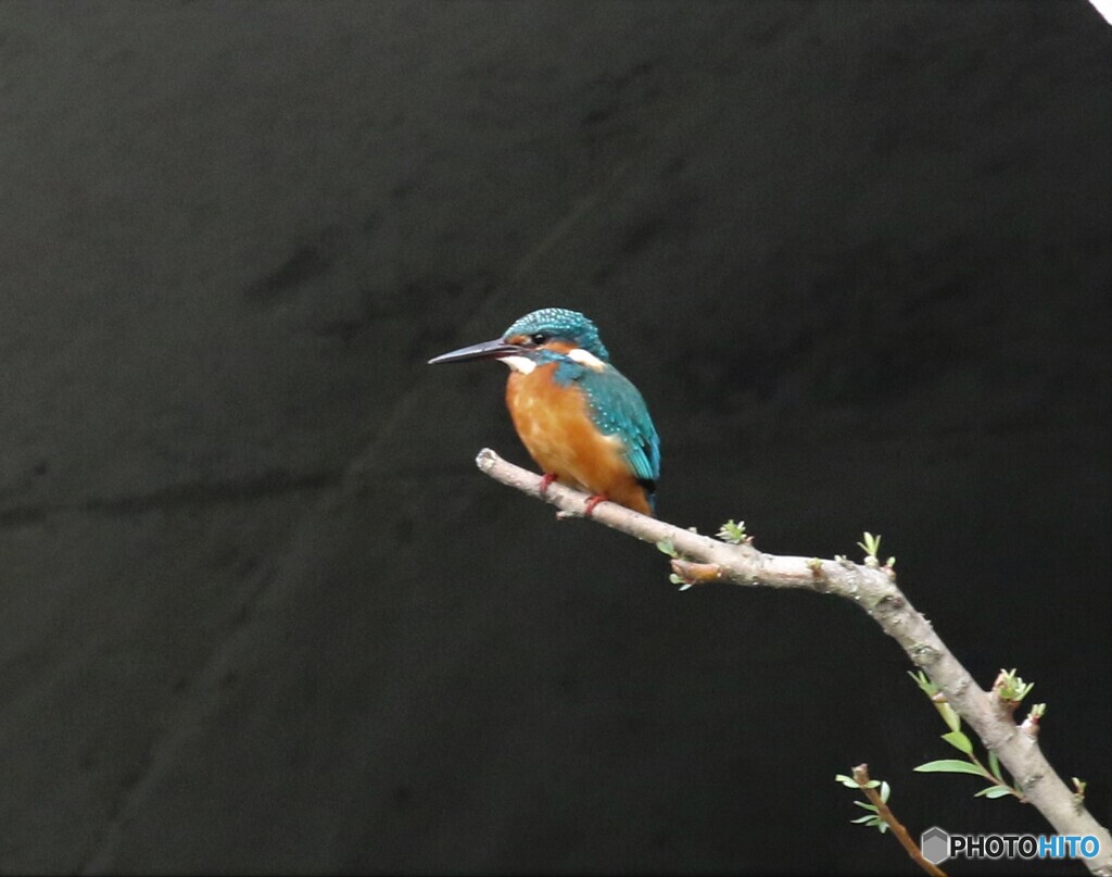 カワセミさん。