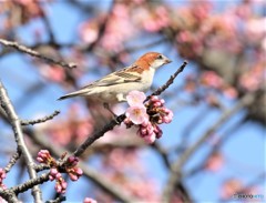 ニュウナイスズメさんに寒桜。