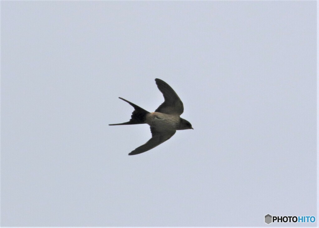 コシアカツバメさん。