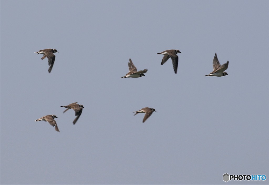 コチドリさん。