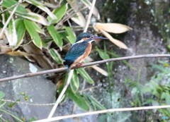 カワセミさん。