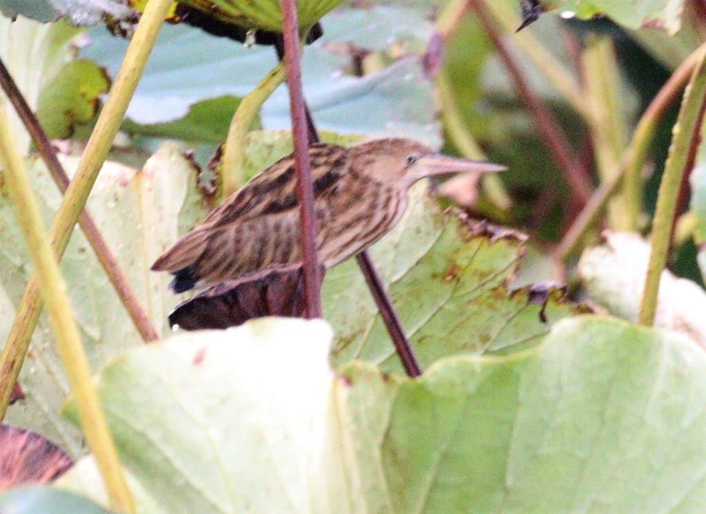 ヨシゴイさんの幼鳥。