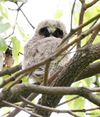 トラフズクのヒナ。