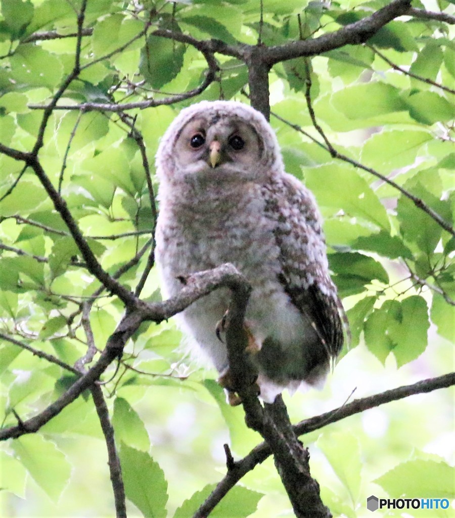 フクロウさん・幼鳥