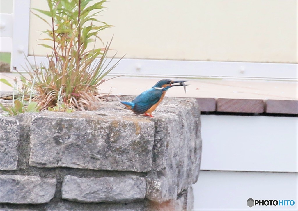 しばらくぶりの登場です。