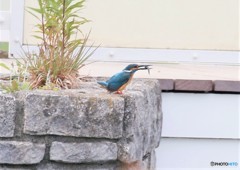 しばらくぶりの登場です。