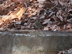 ビンズイさん。