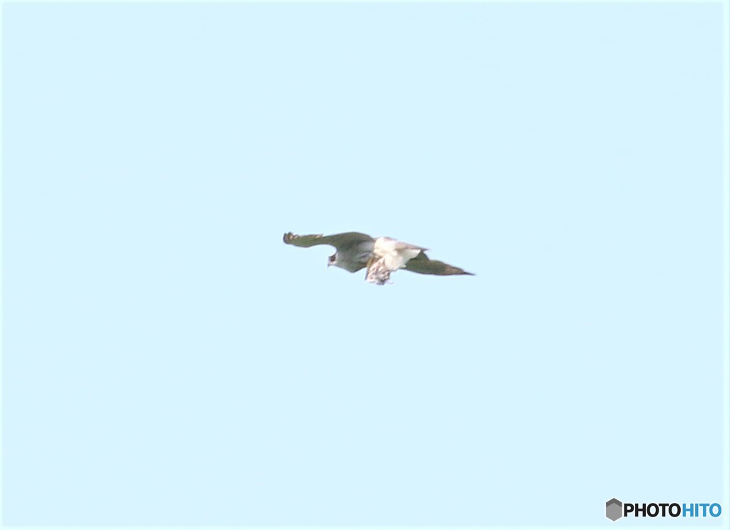 今日は、大物のです。