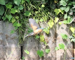 カワセミさん。