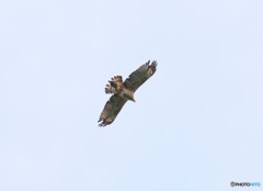 白樺峠のタカさん。