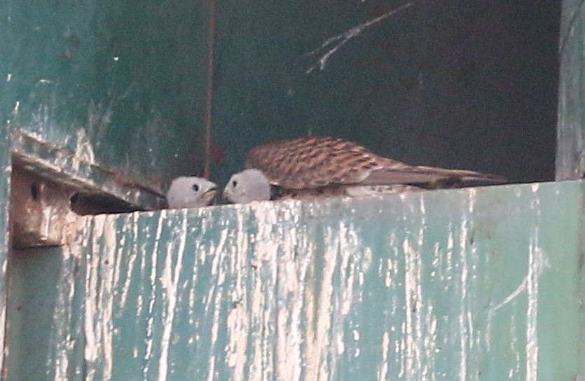 チョウゲンボウさんの親子。