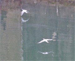 ツウー飛行。