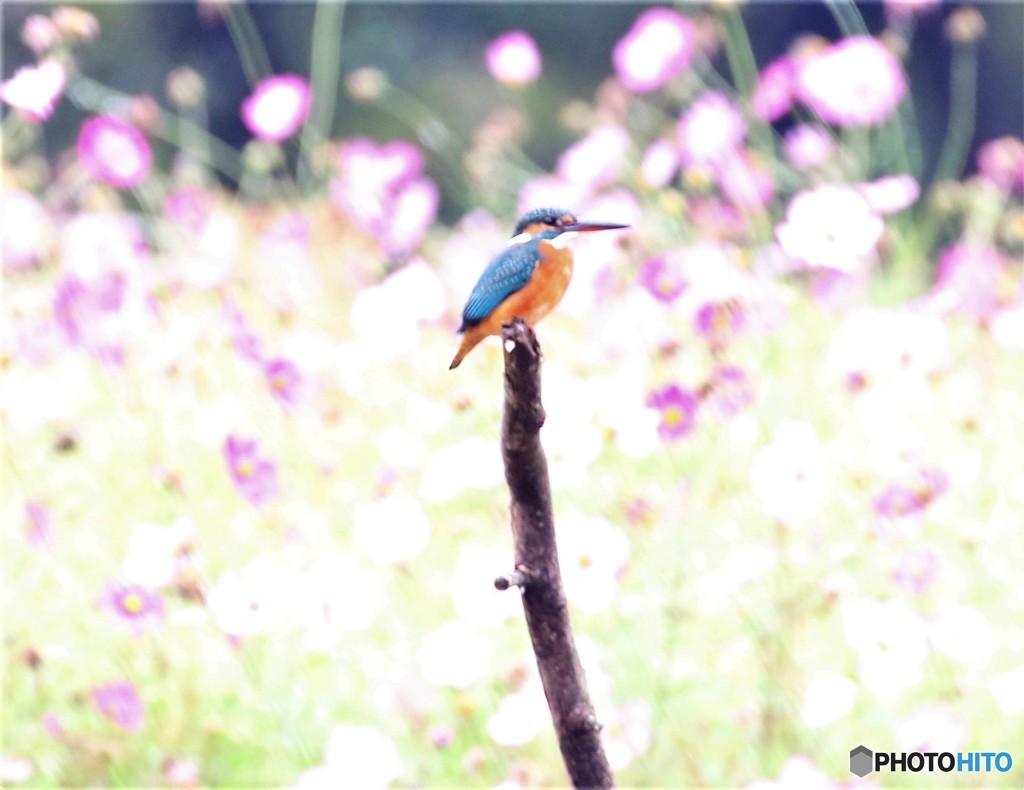 雨の中で、カワセミさん。