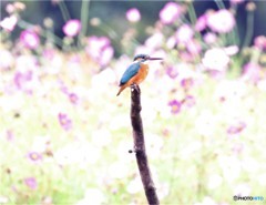雨の中で、カワセミさん。