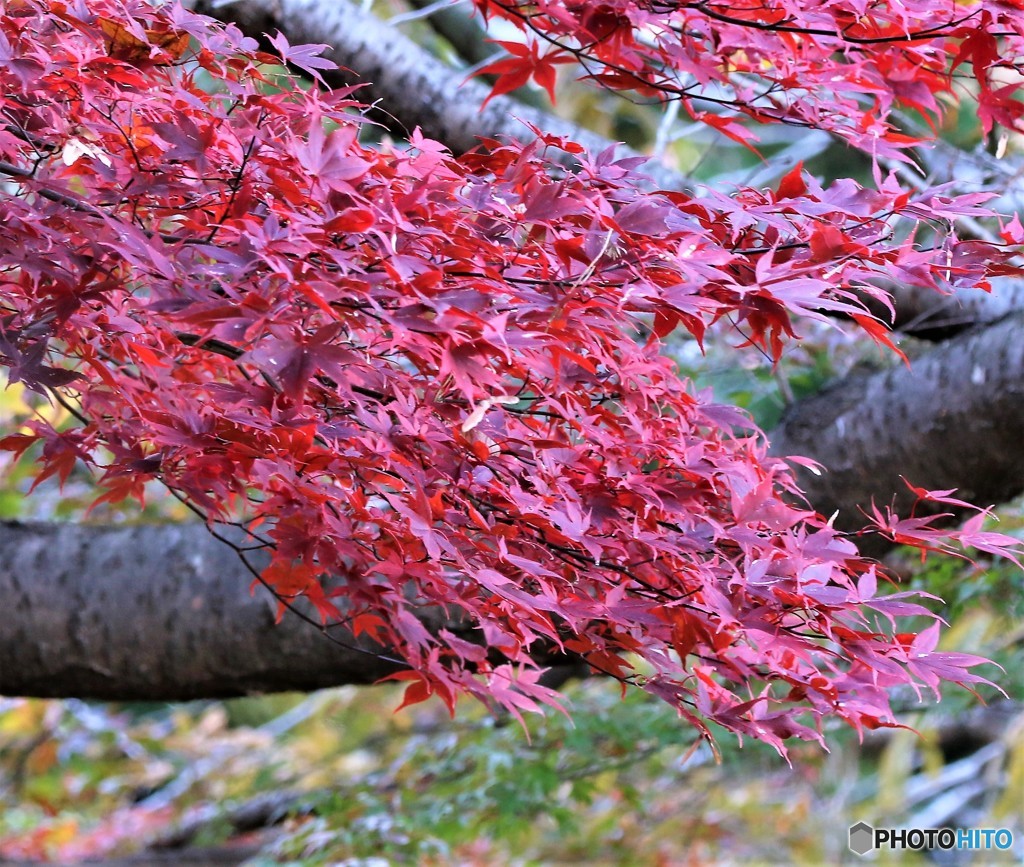 地元の紅葉。