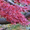 地元の紅葉。