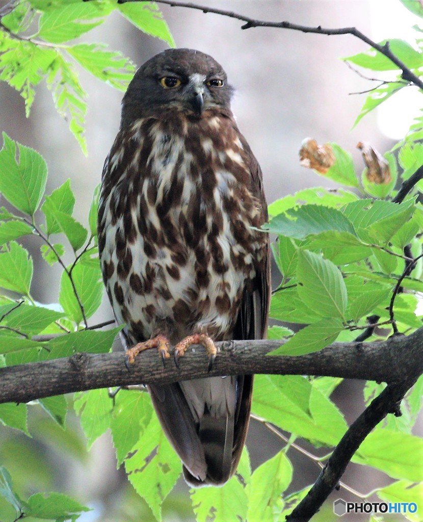 アオバズクくん。②