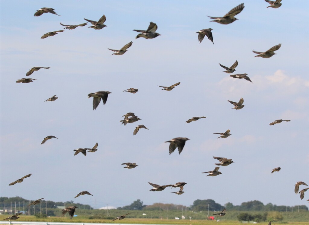 ムクドリさん。