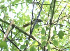 地元の公園で、サンコウチヨウさん。