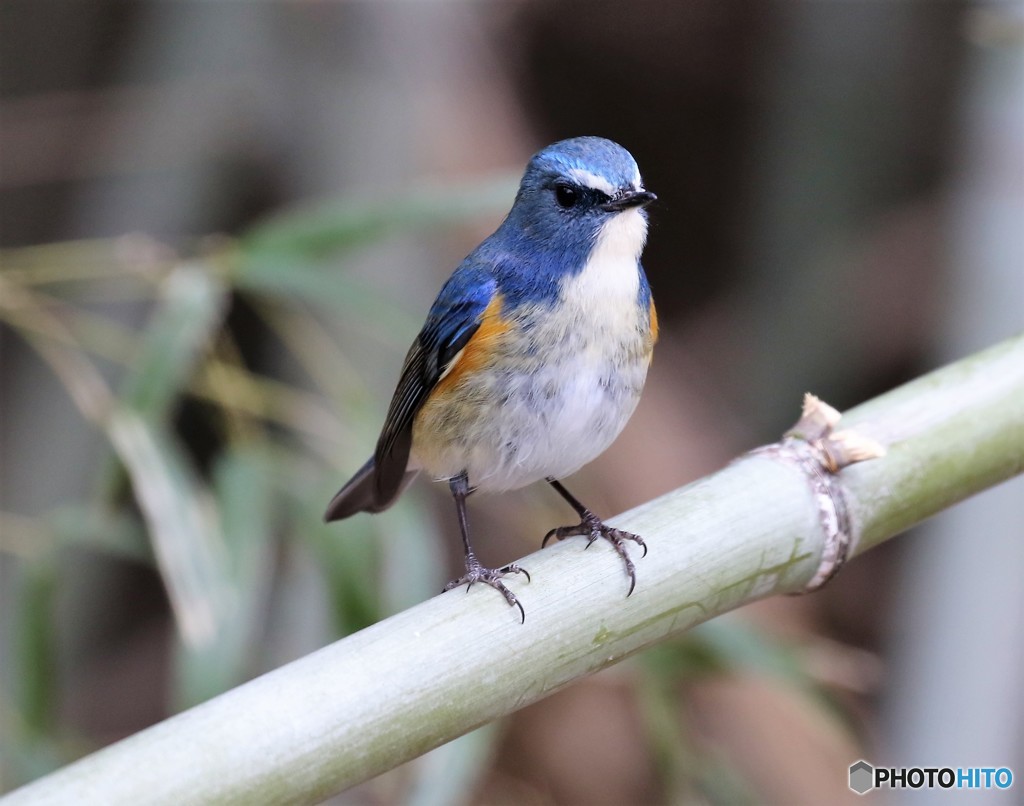 ルリビタキくん。