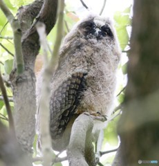 トラフズクのヒナ。