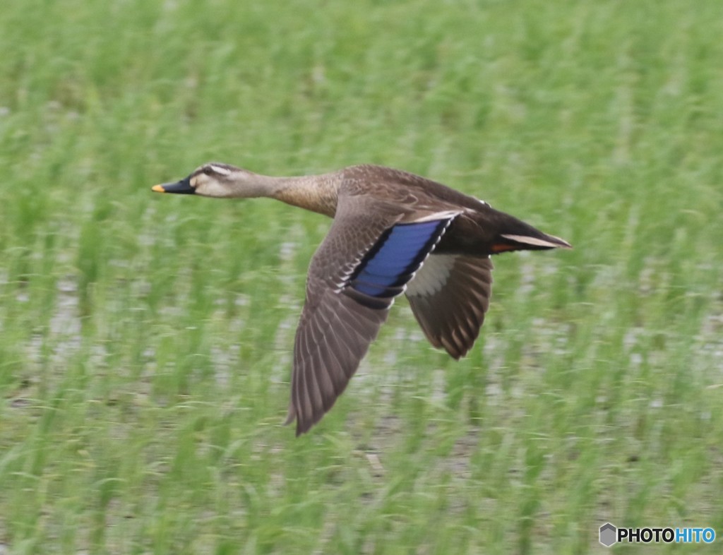 カルガモさん。