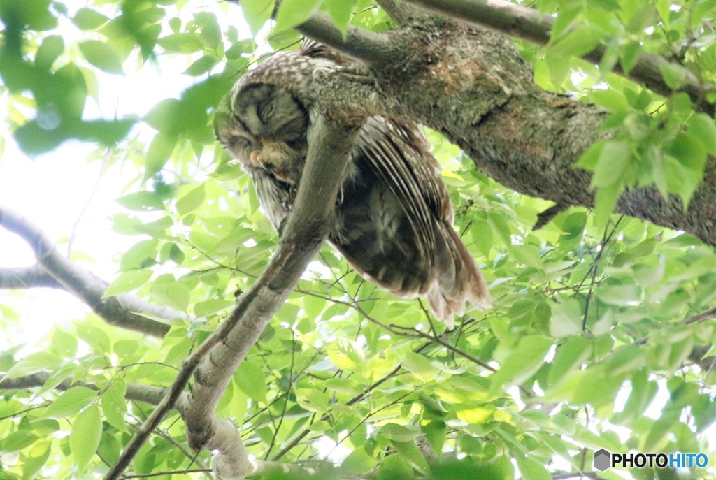 愛鳥週間５．１２