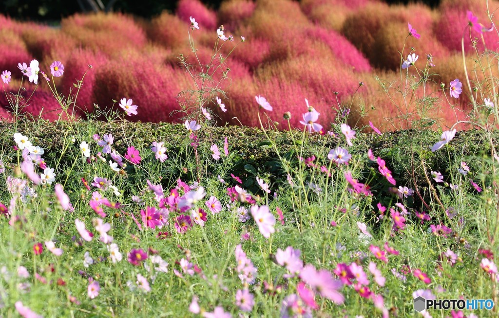 コスモスとコキア。