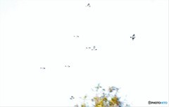 逆光の中・アトリさんたち。