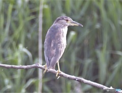 ゴイサギさんの幼鳥・ホシゴイさん。