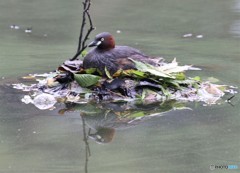 カイツブリさん。