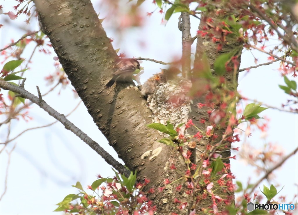 子育て中です。