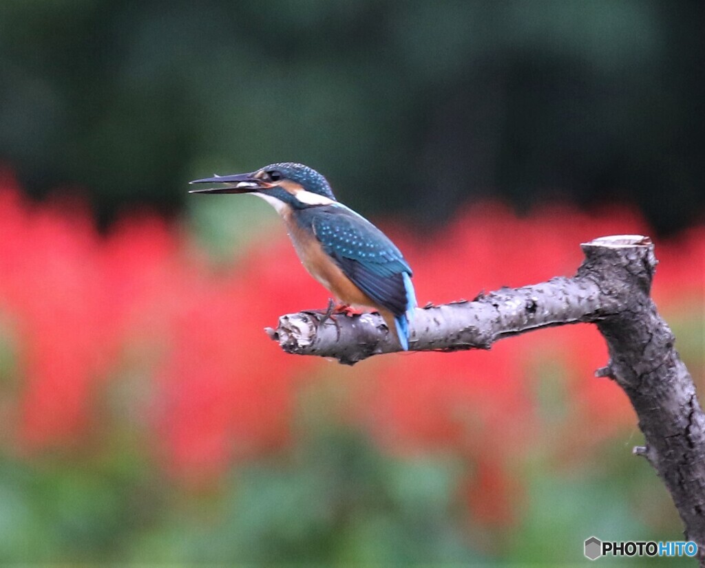 サルビアの花をバックに