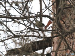 キクイタダキさん。
