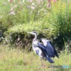 アオサギさんとコスモス。③