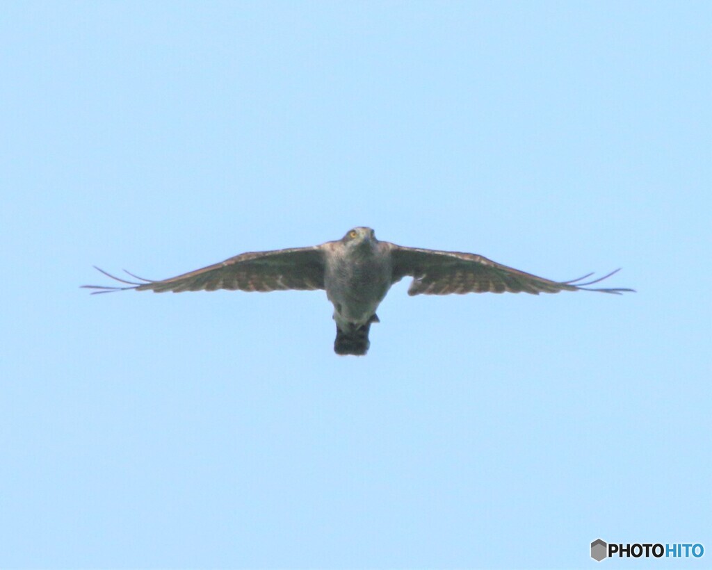 オオタカさん。