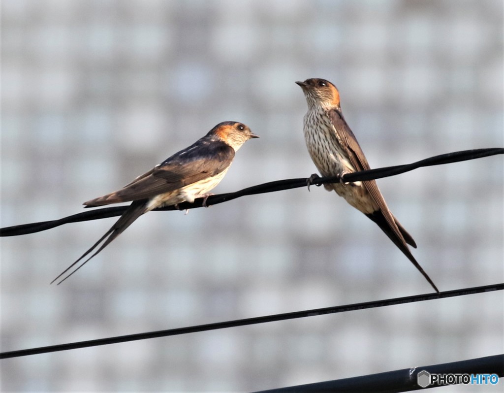 コシアカツバメさん。