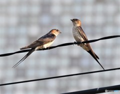 コシアカツバメさん。