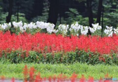 紅白の花。