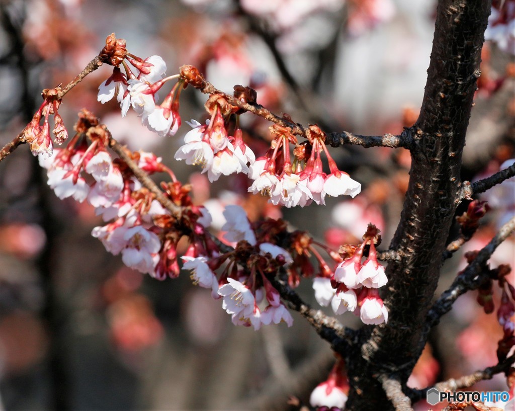 さいたま市内・河津桜が見ごろに