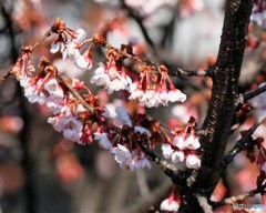 さいたま市内・河津桜が見ごろに