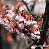 さいたま市内・河津桜が見ごろに