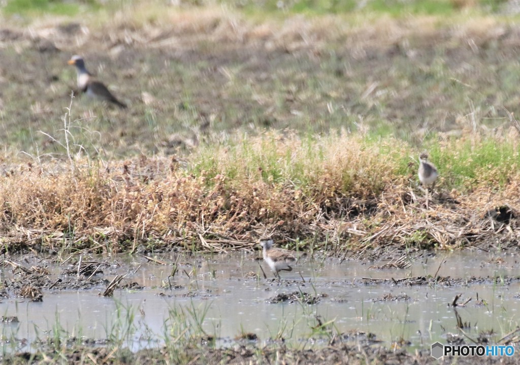 ケリさんの親子。