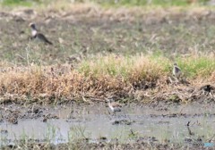 ケリさんの親子。