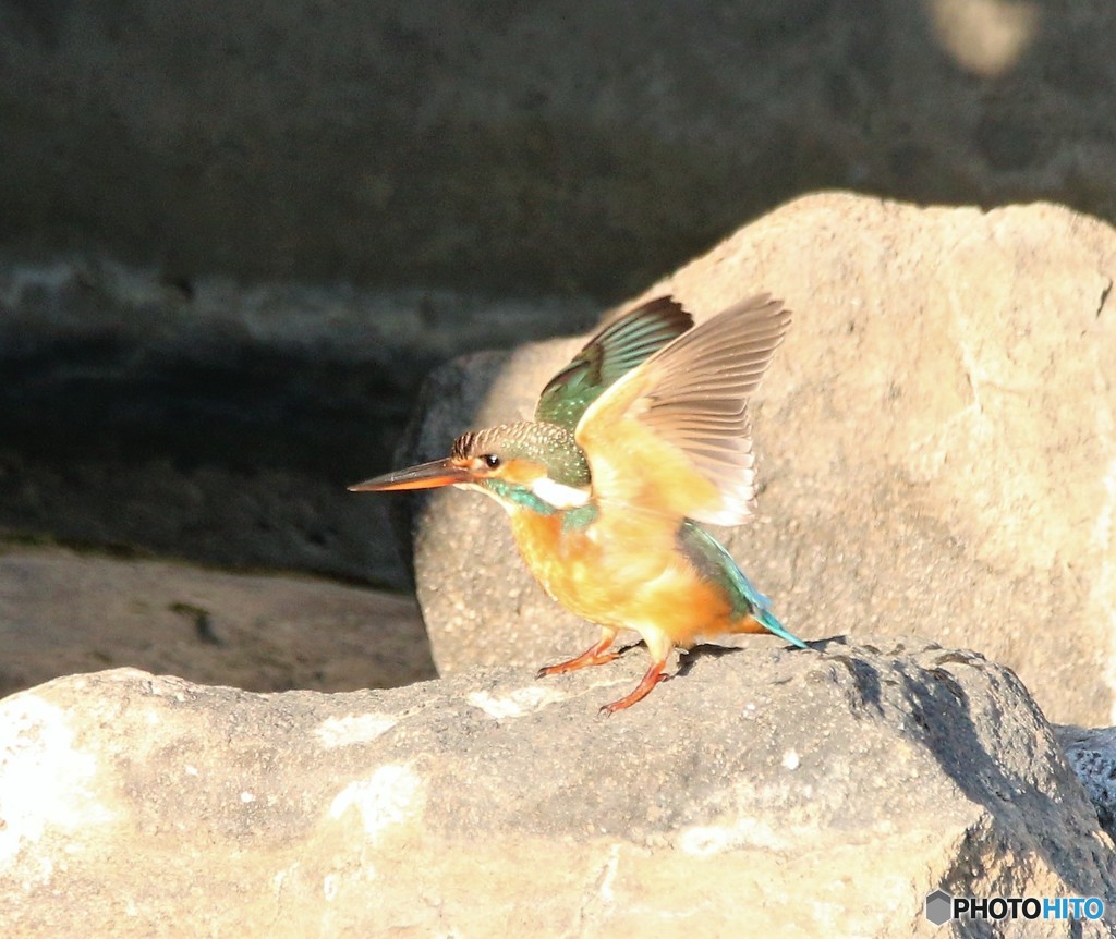 午後のカワセミさん。④