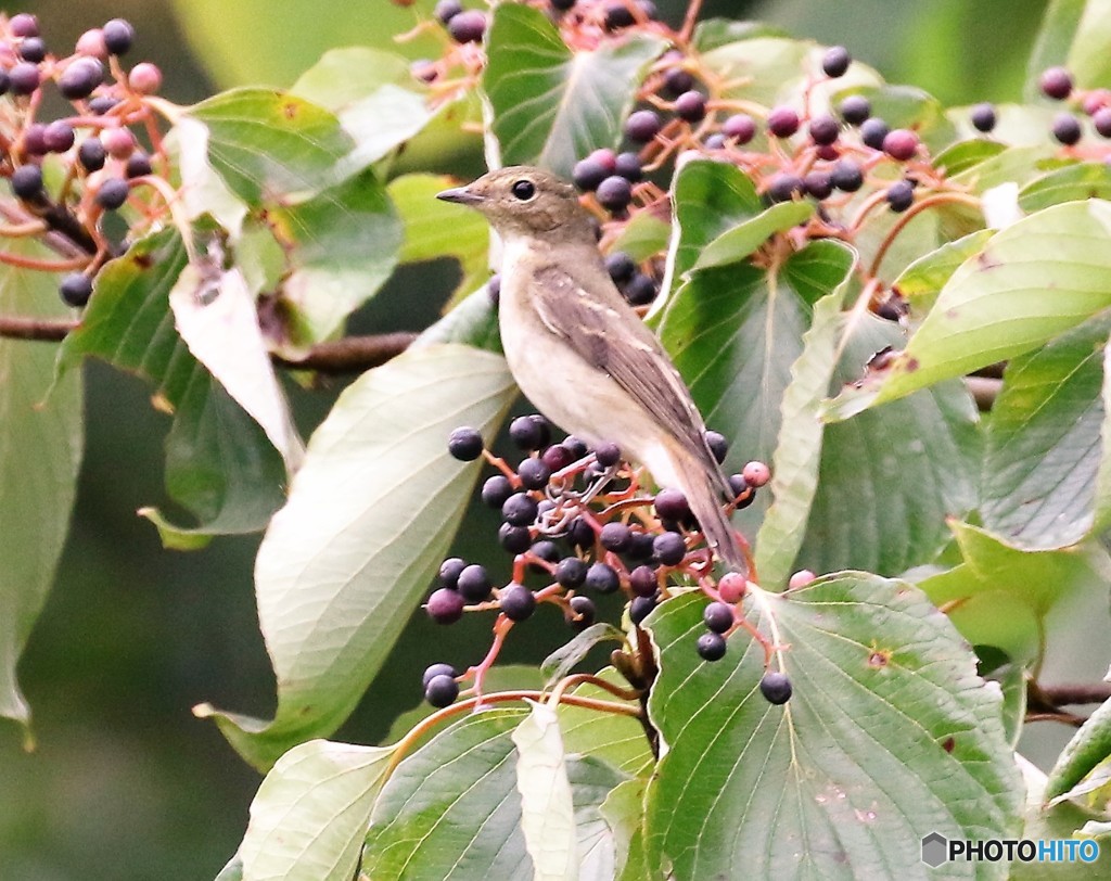 キビタキさんのメス。