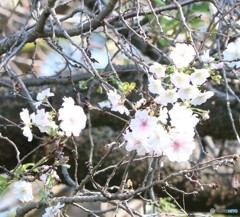 十月桜。